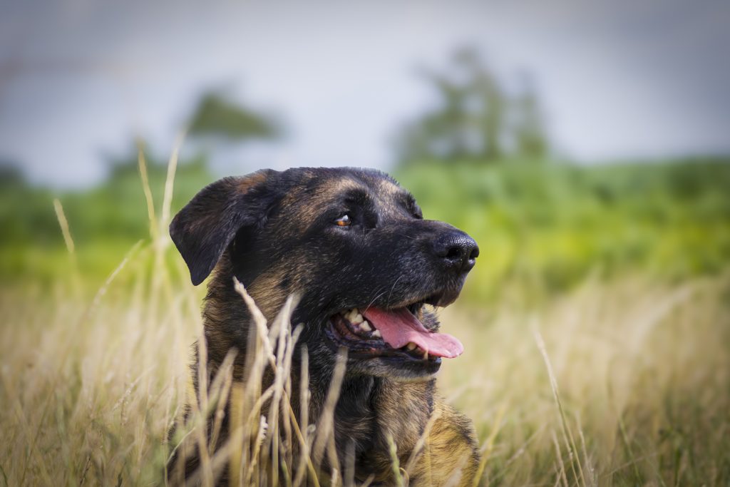 Nala beim Shooting im Roggenfeld