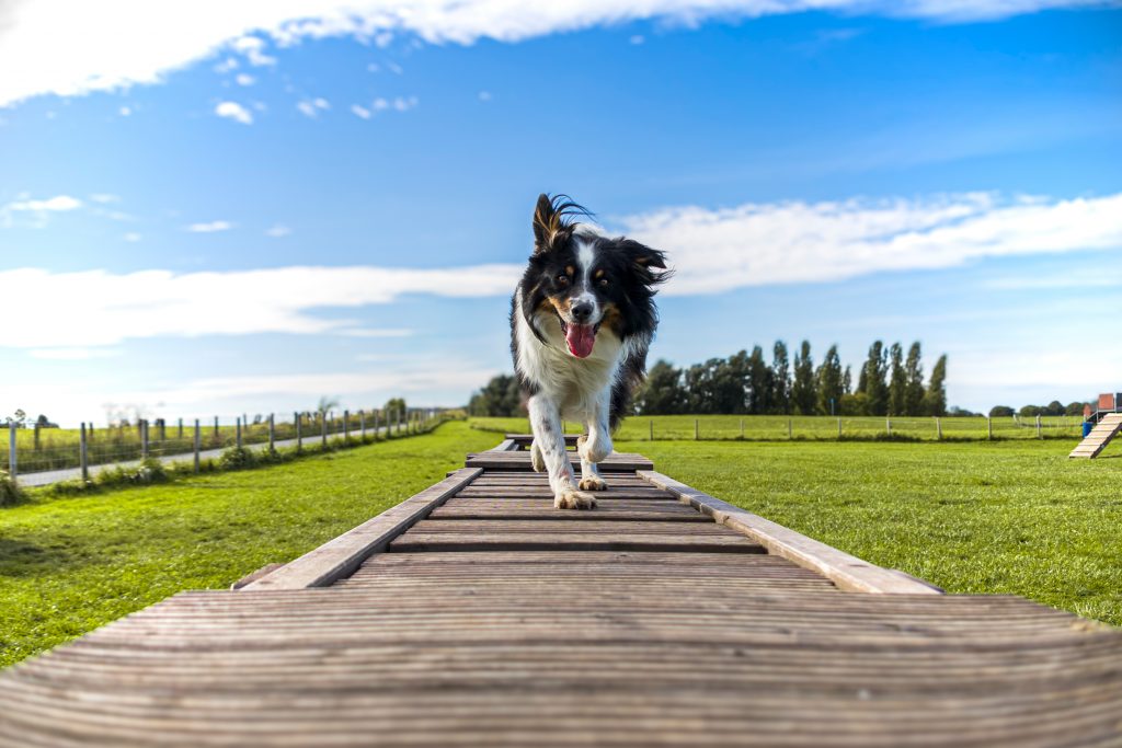 agility greetsiel@3