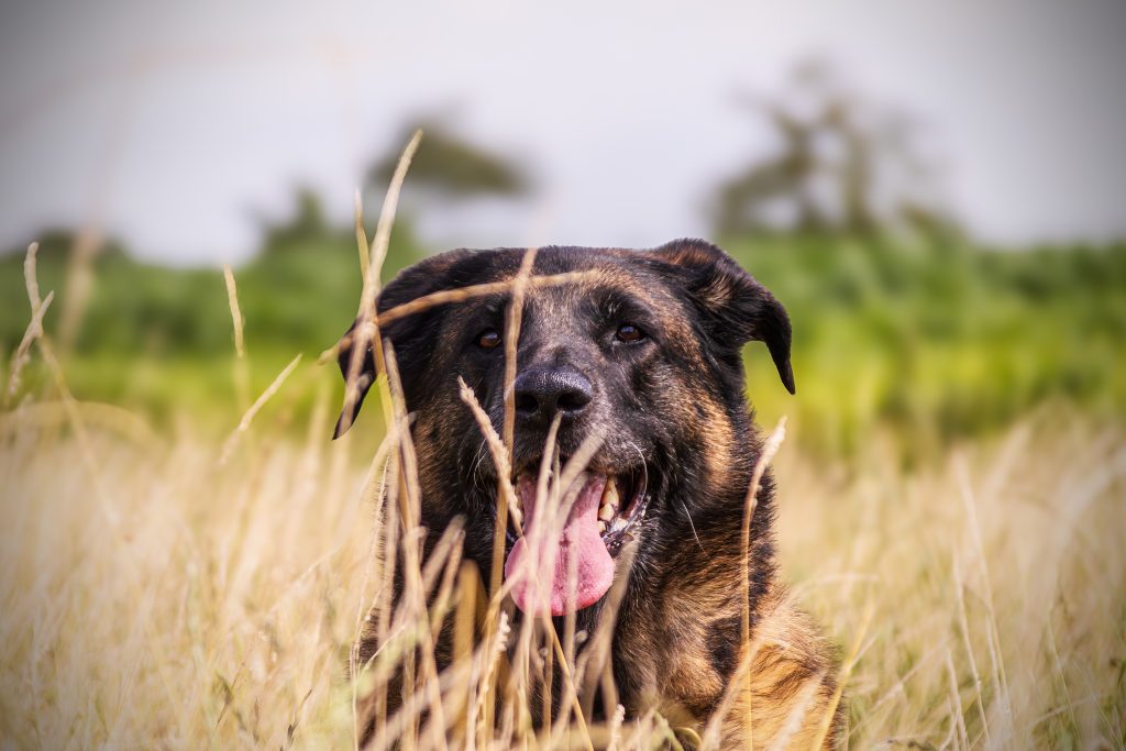 nala@4