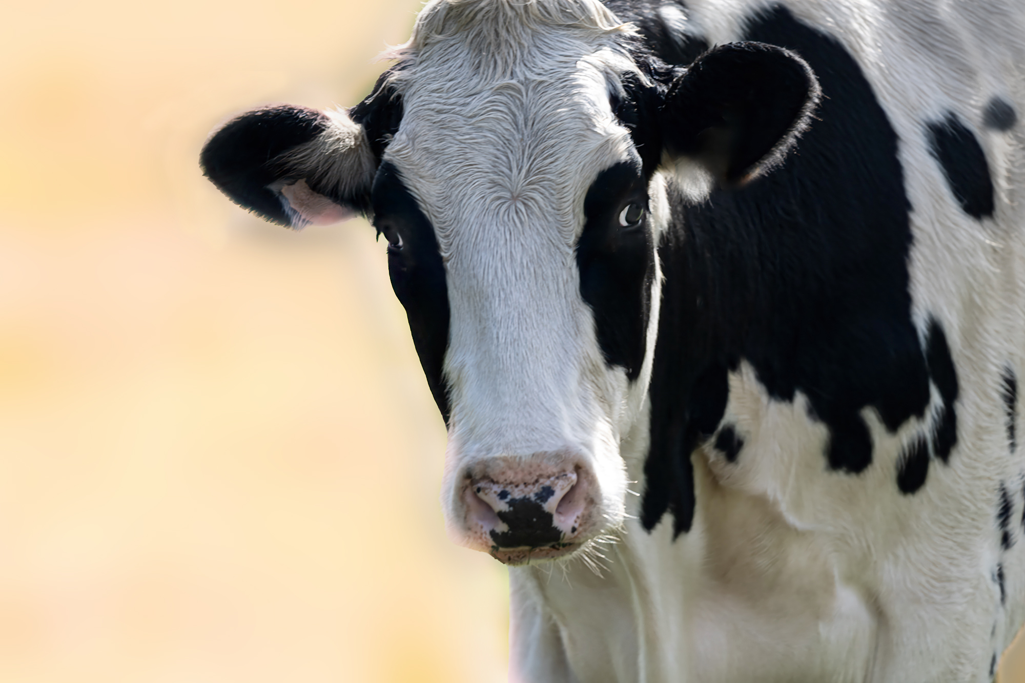 Nahaufnahme einer schwarz-weißen Kuh mit Fokus auf die Augen – Tierportrait in Großheide.