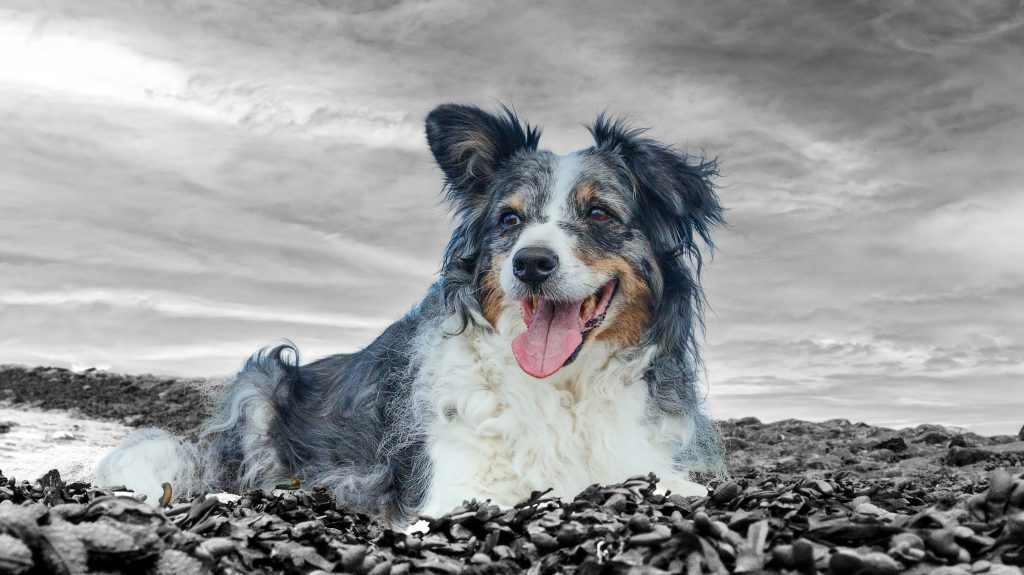 Ein lächelnder Australian Shepherd liegt auf einem steinigen Untergrund. Daneben eine künstlerische Tusche-Aquarellzeichnung des Hundes in einer herbstlichen Parkallee mit nassem Boden, Laternen und fallenden Blättern.