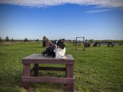 Damon beim Agility in Greetsiel