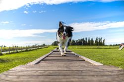 agility greetsiel@3