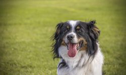 agility greetsiel@4