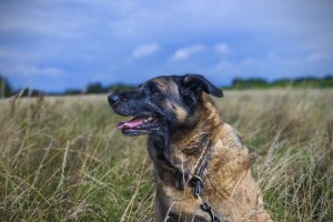 Nala im Roggenfeld