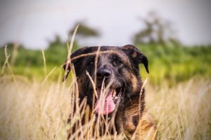 nala@4