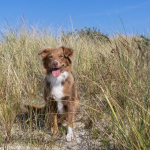 Ylvie beim shooting in Norddeich