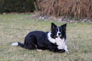 Tierfotografie mit Ruhe und Ausdruck Schwarz-weißer Hund liegt im Gras – Hundefotoshooting im Garten Großheide