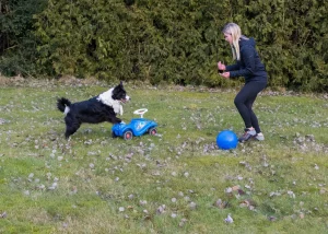 Border Collie Training im Garten Border Collie rennt im Garten in Großheide beim Hundetraining auf ein Spielzeugauto zu.
