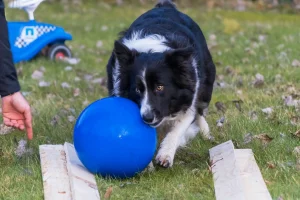 Border Collie spielt mit blauem Ball Border Collie schiebt blauen Ball im Garten während eines Hundeshootings in Großheide.