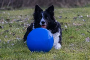 Border Collie beim Ballspiel im Garten Border Collie liegt im Garten in Großheide und spielt mit einem blauen Ball.