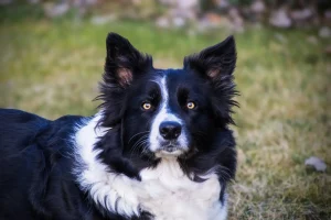 Der intensive Blick des Hundes im Detail Nahaufnahme eines Hundes – intensiver Blick beim Hundeshooting in Großheide
