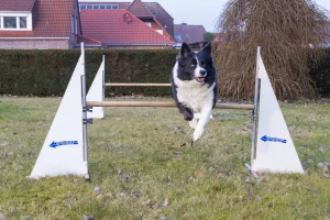 Bewegung & Freude beim Hundesport Hund springt über eine Agility-Hürde – Hundefotoshooting in Großheide