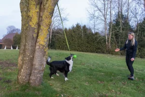 Hundefotografie voller Energie Hund spielt mit Ball am Baum – Besitzerin im Hintergrund beim Hundeshooting Großheide