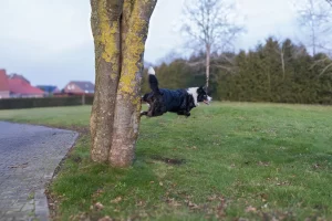 Bewegung & Action in der Tierfotografie Hund springt mit voller Energie hinter einem Baum hervor – Hundefotoshooting Großheide