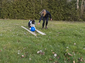 Hundetraining im Garten mit Border Collie Frau trainiert ihren Border Collie mit einem Ball im Garten in Großheide.